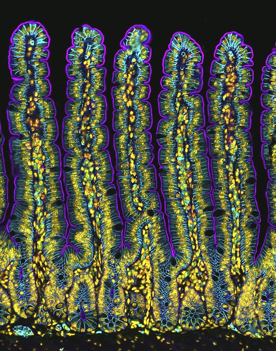 Microscopic Portrait of a Mouse Small Intestine. Fourth Place, 2024 Nikon Small World Competition by Dr. Amy Engevik, Biologist, GI Tract Researcher, USA