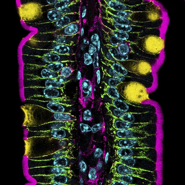 Goblet Cells by Dr. Amy Engevik, Biologist, GI Tract Researcher, USA