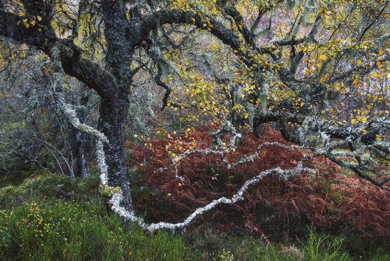 Old Man of the Glen, Winner of 2024 Wildlife Photographer of the Year in the Plants and Fungi category by Fortunato Gatto, Photographer, Italy, UK