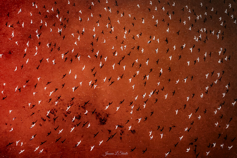 Common Terns by Joanna L Steidle, Drone photographer, USA