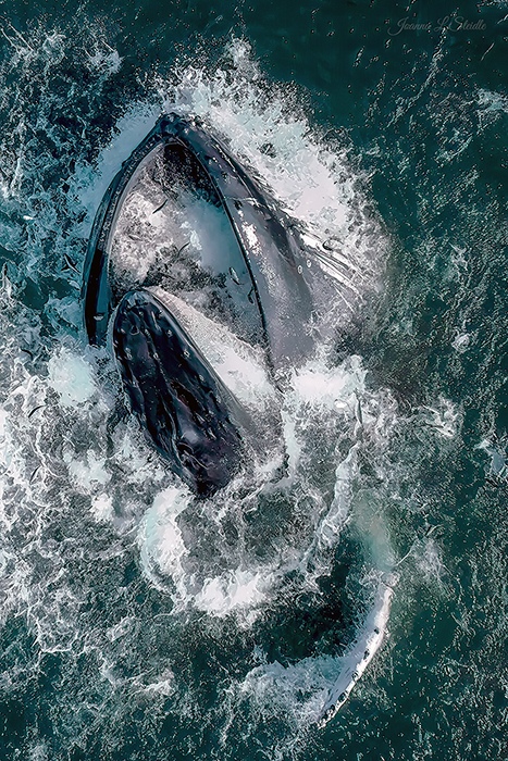 Whale Song by Joanna L Steidle, Drone photographer, USA