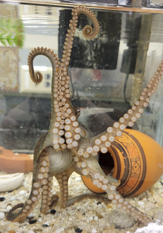 Octopus bimaculoides holiding a sea shell, Cassady Olson, Ragsdale Lab copy