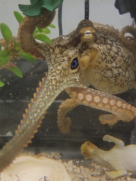 Octopus bimaculoides in motion, Cassady Olson, Ragsdale Lab