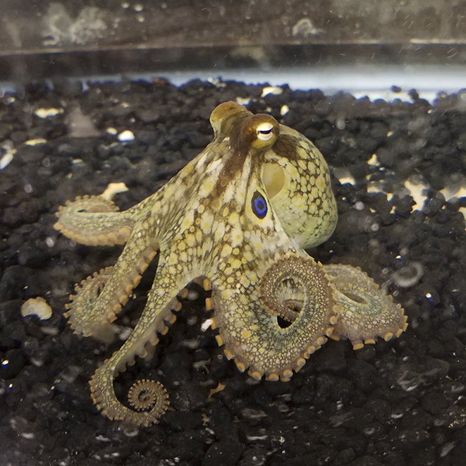 Octopus bimaculoides in repose, Cassady Olson, Ragsdale Lab