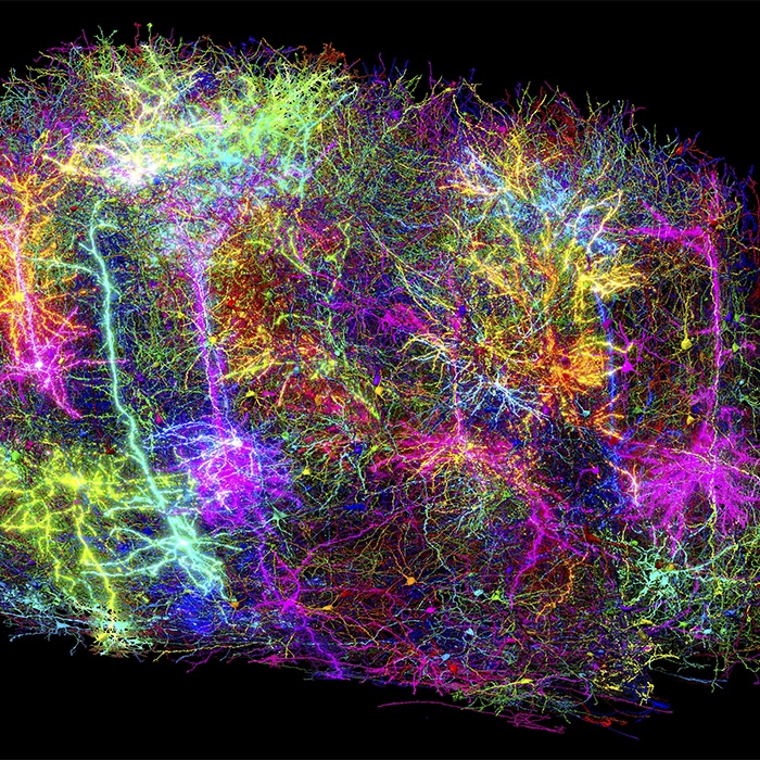 The minnie_activity_12color image presents a selection of more than 1,000 brain cells from the 120,000 neurons and glial cells reconstructed in the MICrONS project. Each neuron is rendered in a distinct color to emphasize its individual structure. The glowing elements in the image correspond to the colored neurons.