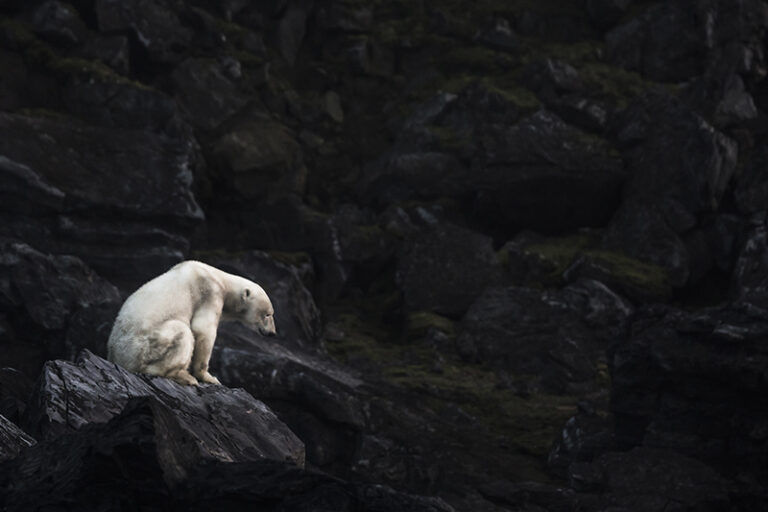 Polar bear stranded on Karl XII Island, Svalbard by Marco Gaiotti, Photographer, Itlay