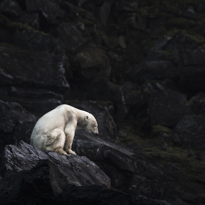 Polar bear stranded on Karl XII Island, Svalbard by Marco Gaiotti, Photographer, Itlay