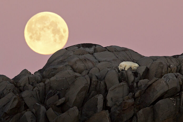 Polar bear stranded on Karl XII Island, Svalbard by Marco Gaiotti, Photographer, Itlay