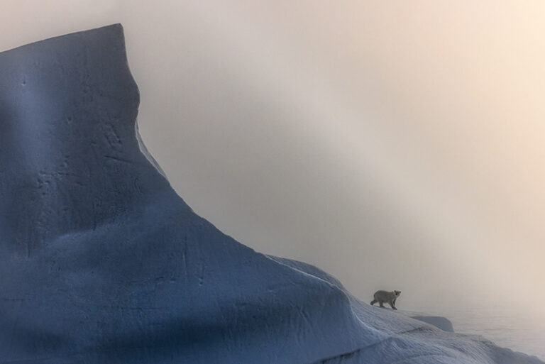 A polar bear on a gigantic iceberg, Greenland by Marco Gaiotti, Photographer, South Africa