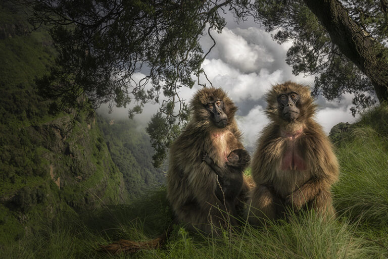 A female Gelada monkey nursing her baby under a threatening sky, sits on the edge of a plateau in the Simien Mountains of Ethiopia