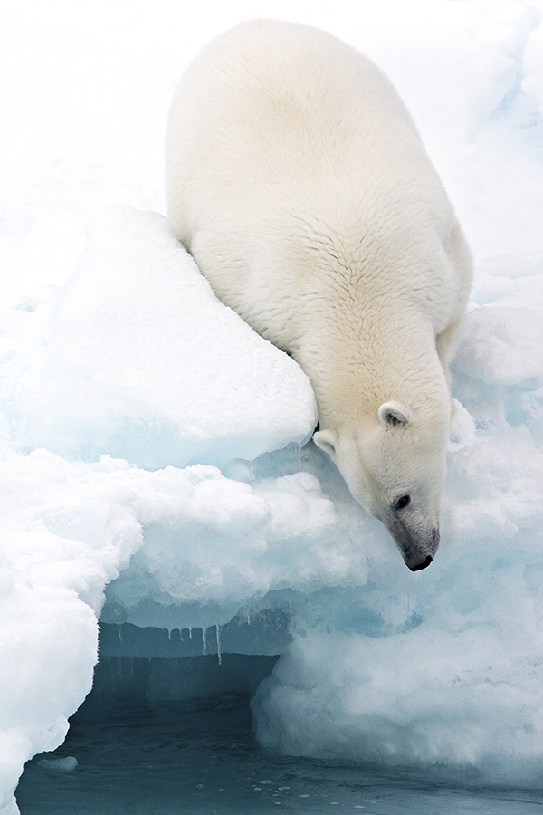 Polar bear on ice by Marco Gaiotti, Photographer, Itlay