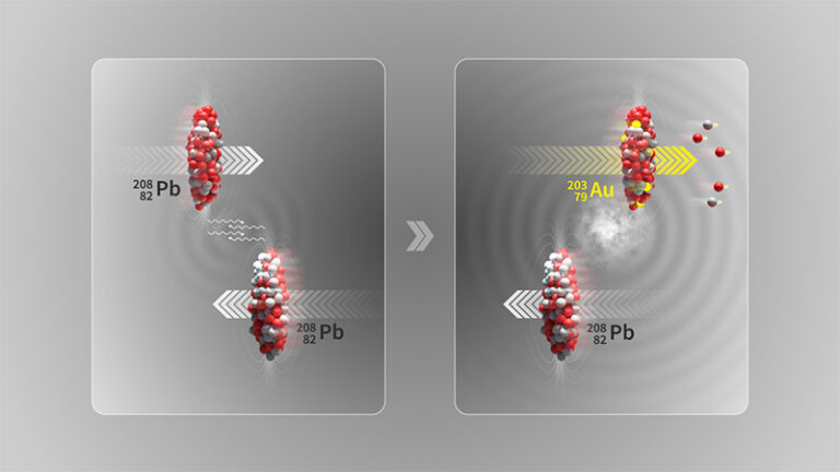 This illustration depicts the remarkable phenomenon of ultra-peripheral collision at the LHC, where two lead ion beams (208Pb) streak past each other in a near miss rather than direct impact. During this electromagnetic dissociation process, high-energy photons interact with the atomic nucleus, triggering internal oscillations that strip away precisely two neutrons and three protons, transforming the original lead into a gold nucleus (203Au). This represents modern physics achieving the ancient alchemical dream of transmuting base metals into gold.