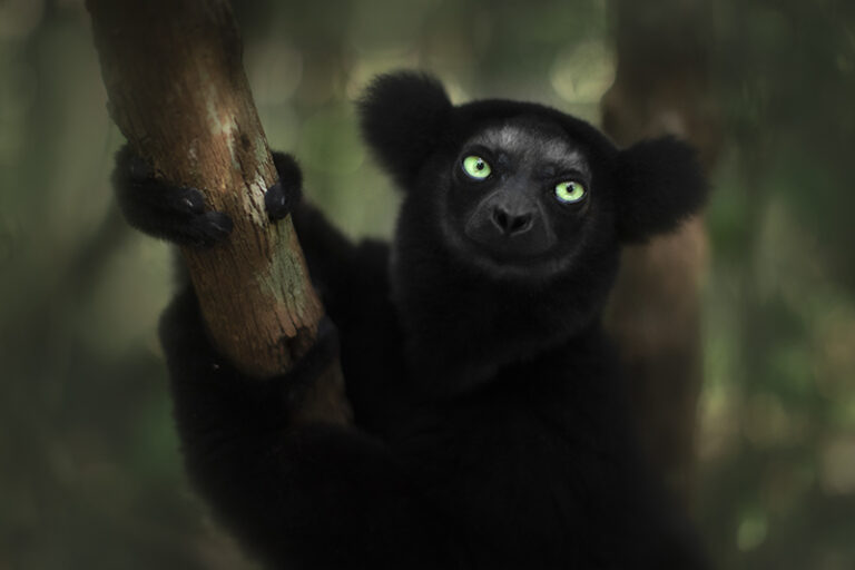 Indri indri in a forest in Madagascar by Marco Gaiotti