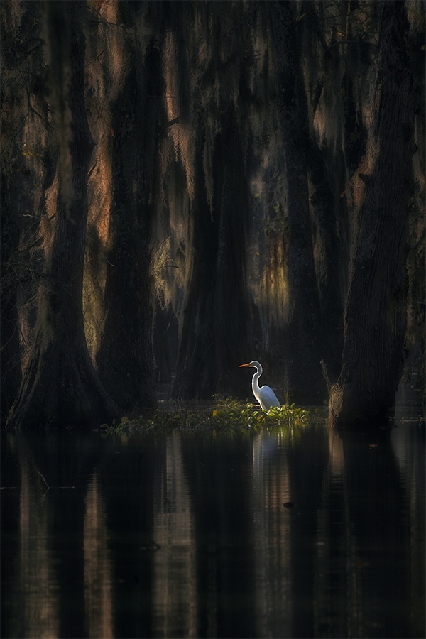 A great egret at sunrise in the Atchafalaya Swamp, Louisiana