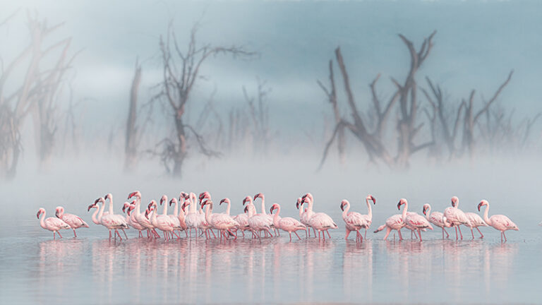 A flock of flamingos photographed on the shores of Lake Nakuru during a foggy dawn, in the rainy season