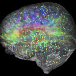 Allen Institute's Informatics team created this image
