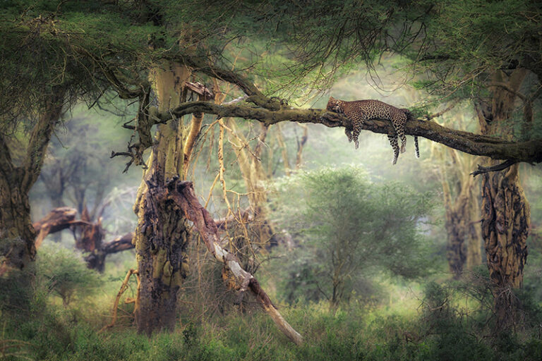 A leopard resting on a tree in Lake Nakuru National Park, Kenya