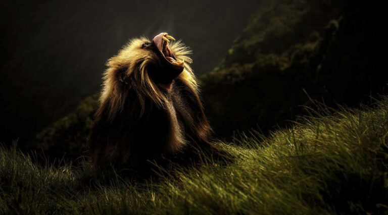 Gelada baboon at sunrise, Simien Mountains National Park