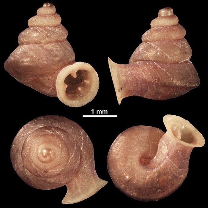 Anauchen picasso, Image credit: Vukašin Gojšina