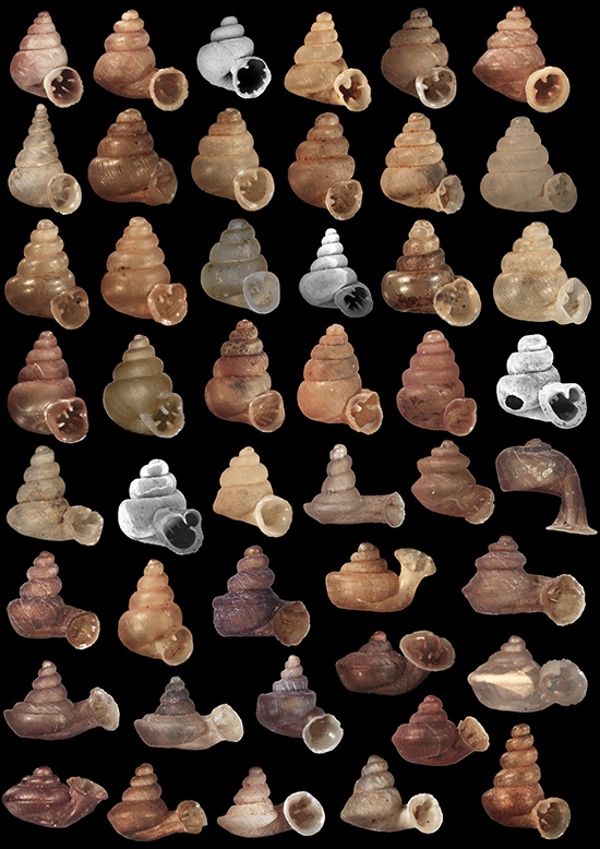 Among the 46 remarkable new species recently discovered in Southeast Asia, these intricate microsnails showcase nature's extraordinary creativity while underscoring the critical need to protect their rapidly vanishing limestone habitats.