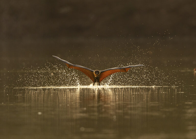 Against the glow of early morning light, an Indian flying fox skims the water’s surface, its outstretched wings casting a striking reflection. As India’s largest bat, it uses this rare behavior to cool off—defying the idea that bats are strictly nocturnal.