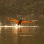 A single bat swooping down to the lake, its wingtip creating ripples in the water—captured mid-splash during an unexpected afternoon cooling ritual,