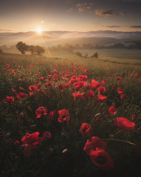 The vast tulip fields of Taraz, Kazakhstan, showcase endangered Greig's tulips in their natural habitat. These precious wildflowers, native to Central Asia where tulips actually originated, require careful protection and visitors should avoid picking or trampling the blooms to preserve this rare natural treasure.