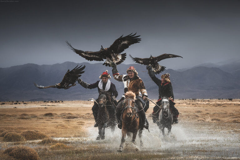 Kazakh eagle hunters on horseback with their golden eagles soaring overhead across the vast steppes of Mongolia.