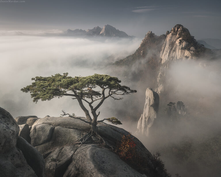 A solitary pine tree clings to granite cliffs as mist swirls through the dramatic peaks of Huangshan (Yellow Mountains), China. The ethereal fog creates a dreamlike landscape, partially veiling the ancient rock formations in soft, flowing clouds.