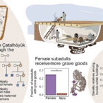 Female-centered practices and changing kinship patterns over time in Çatalhöyük. Shown are two Çatalhöyük figurines (credit: Mellaart International and the British Institute at Ankara). Centre: reconstruction of a typical Çatalhöyük building (credit: Kathryn Killackey). Left: Building 6 with six genetically studied burials (blue on building map) and their genetic connections (lines), and their inferred pedigree. Centre: Grave good frequencies and a stylized female infant burial with beads shown in purple. Lower right: The frequency of genetic relatives within 15 buildings, spanning about 500 years (bottom right).