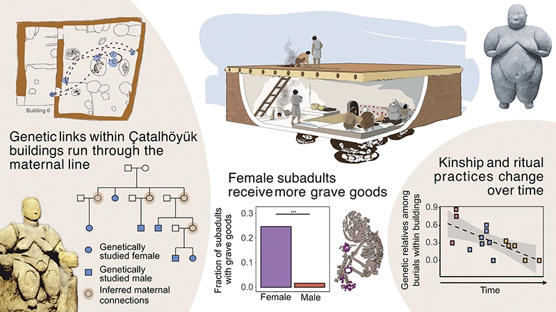 Female-centered practices and changing kinship patterns over time in Çatalhöyük. Shown are two Çatalhöyük figurines (credit: Mellaart International and the British Institute at Ankara). Centre: reconstruction of a typical Çatalhöyük building (credit: Kathryn Killackey). Left: Building 6 with six genetically studied burials (blue on building map) and their genetic connections (lines), and their inferred pedigree. Centre: Grave good frequencies and a stylized female infant burial with beads shown in purple. Lower right: The frequency of genetic relatives within 15 buildings, spanning about 500 years (bottom right).