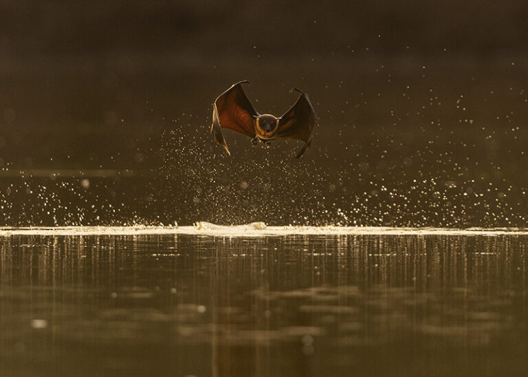A rare sight: one of India’s giant fruit bats flies head-on toward the camera, framed by a shower of golden droplets. This bold behavior, captured mid-flight in daylight, signals how rising temperatures are pushing these nocturnal creatures to cool off by any means necessary—even in full view.