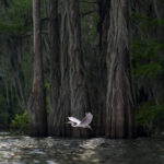 Atchafalaya Dawn by Irene Amiet, Wildlife photographer, Switzerland