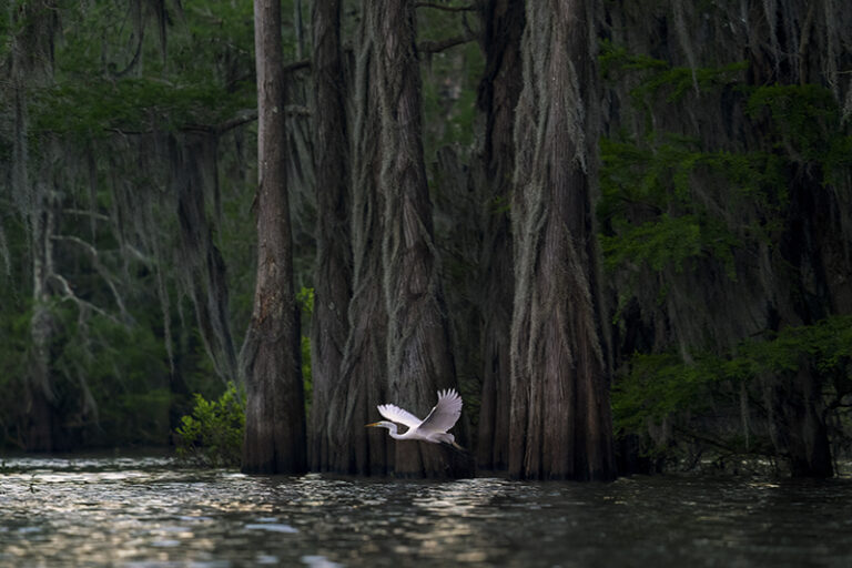 Atchafalaya Dawn by Irene Amiet, Wildlife photographer, Switzerland