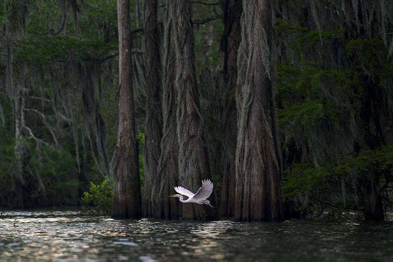 Atchafalaya Dawn by Irene Amiet, Wildlife photographer, Switzerland