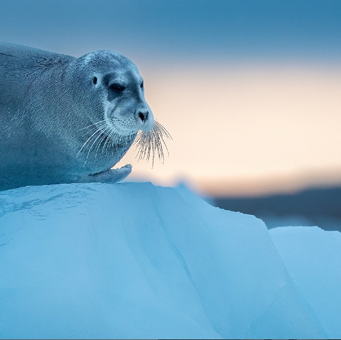 The bearded seal, weighing up to 800 pounds and distinguished by its distinctive curly whiskers, displays fur with a velvety texture and appearance.