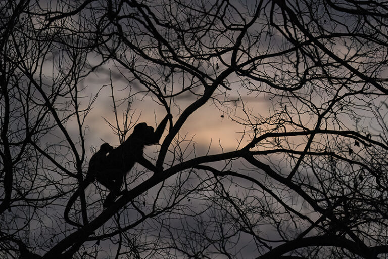Reaching for the Last Light � howler monkeys at dusk, Pantanal, Brazil.