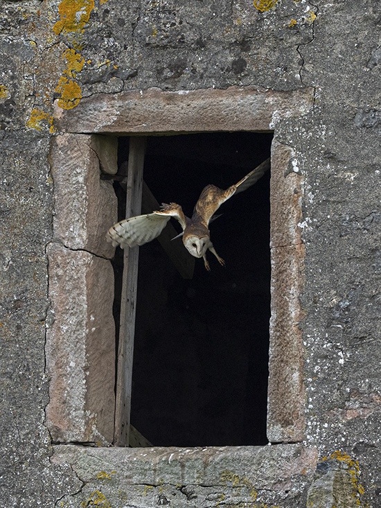 Barn-owl leaving his roost at dusk, Lancashire, Irene Amiet, Wildlife photographer, Switzerland