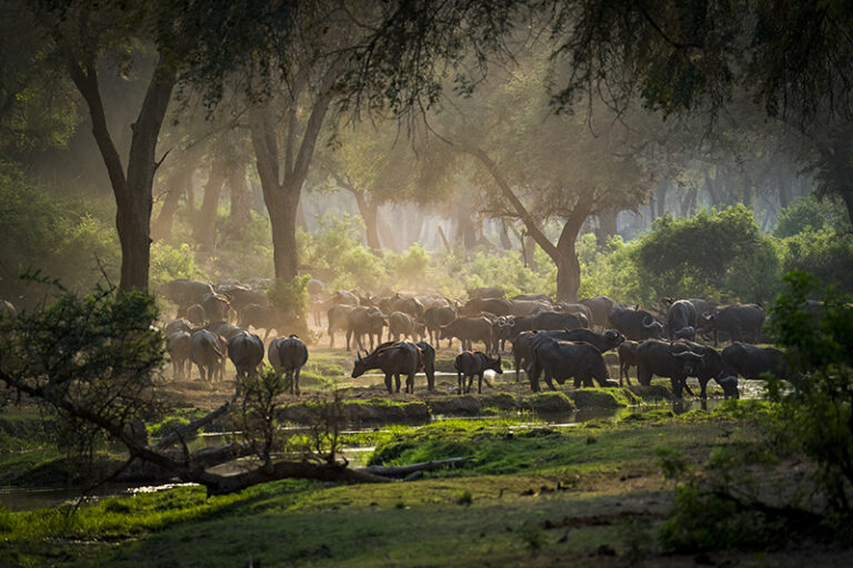 Buffalo in Lower Zambezi National Park, Zambia
