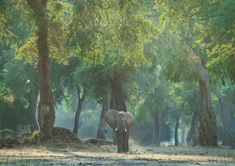 Elephant in Mana Pools, Zimbabwe