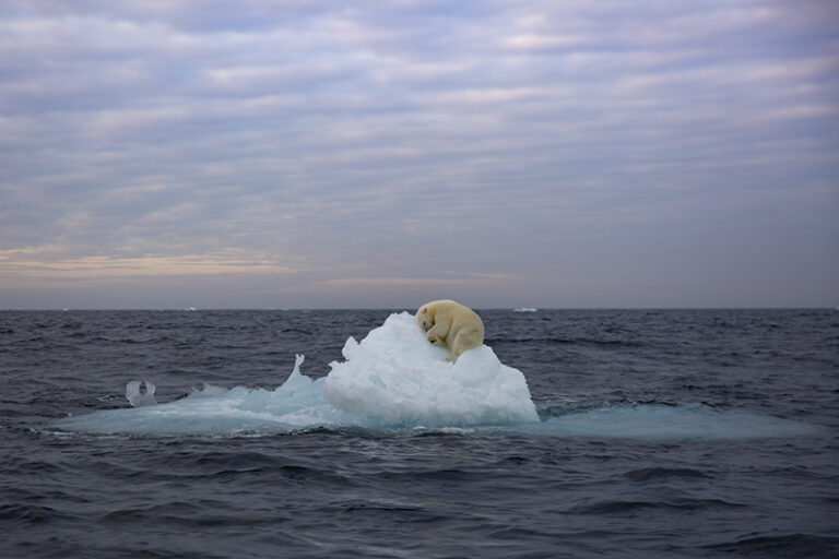 Polar bear on sea ice, Barents Sea