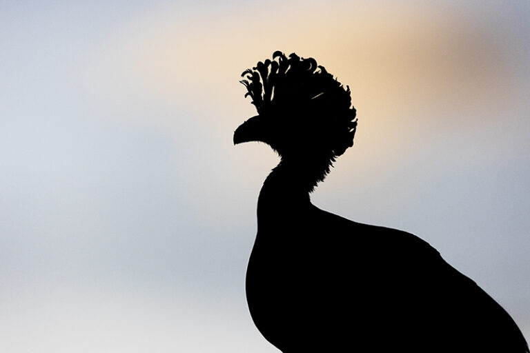 Crested Silhouette at Dusk, A majestic Great Curassow stands outlined against the soft evening sky, its striking crest creating a dramatic silhouette that highlights the bird’s regal presence in the fading light, Crax rubra, Great Curassow.