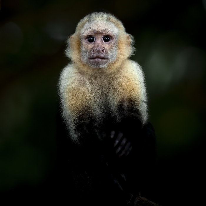 Innocence in the Shadows. A young capuchin monkey emerges from the darkness, its expressive eyes reflecting a silent curiosity and a gentle vulnerability in the heart of the forest. Cebus capucinus, White-faced capuchin. Image credit: Emmanuel Tardy