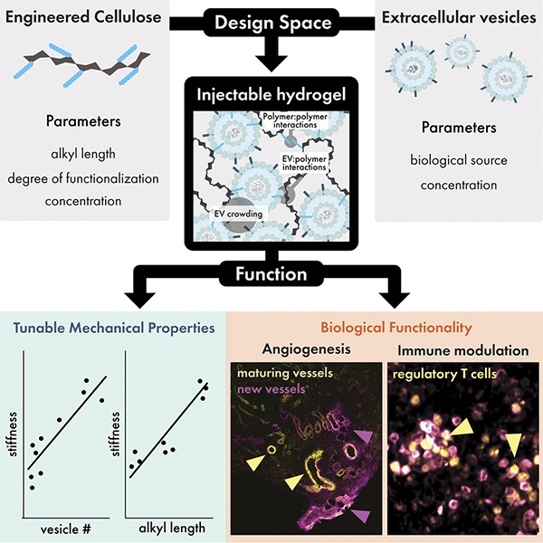 By Dr. Santiago Correa, Assistant Professor of Biomedical Engineering at Columbia University, USA