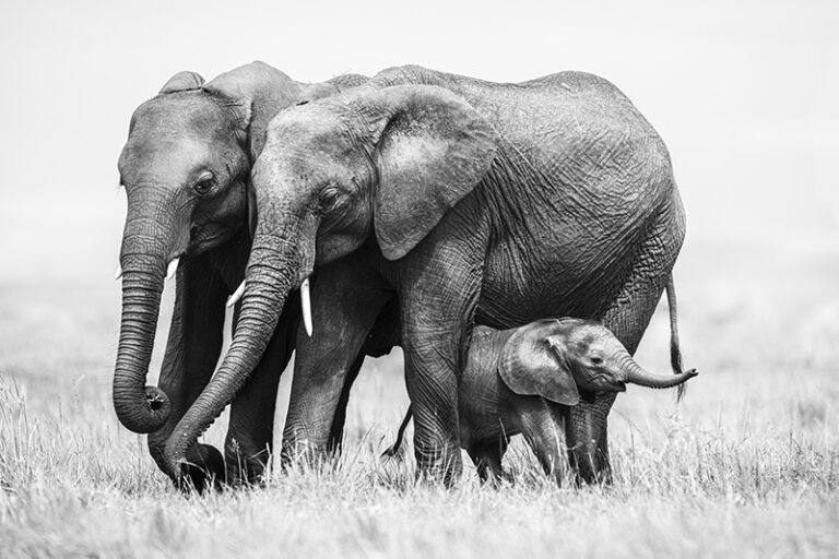 Family by Guiard Gabi