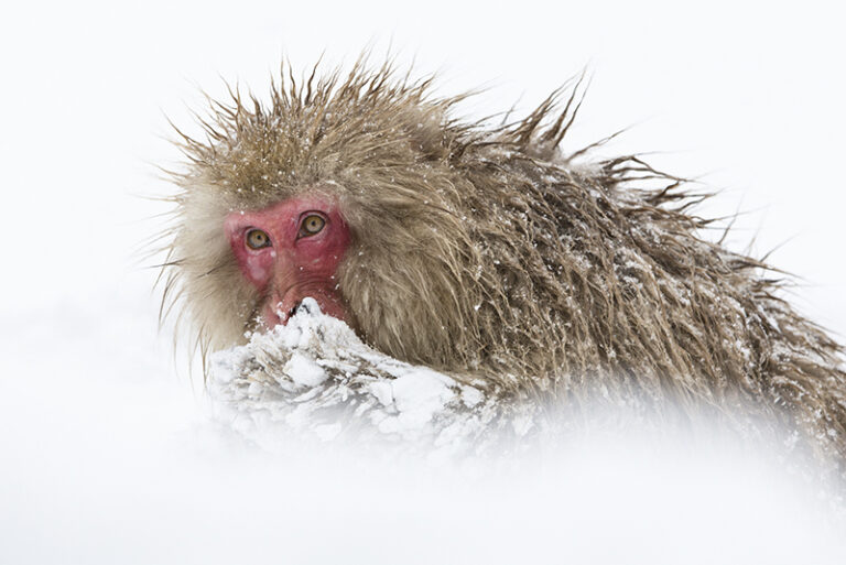 Mittens by Ippolito Denise