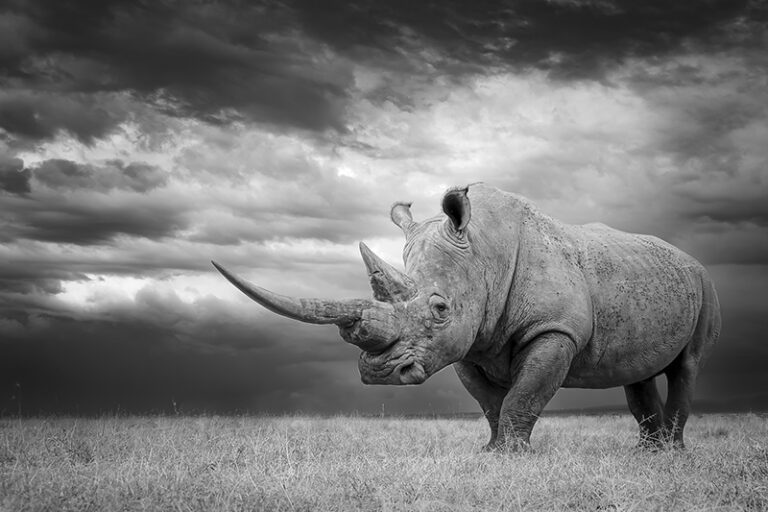 Mfalme by Jilet Sophie