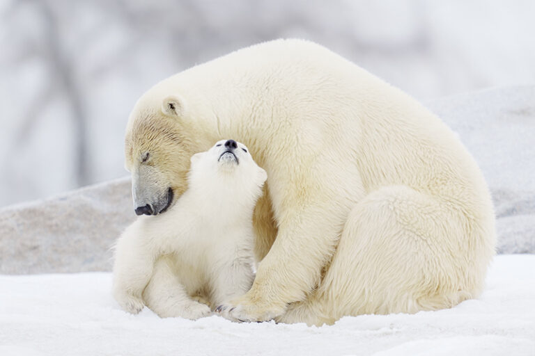 Mother by Tom Nickels