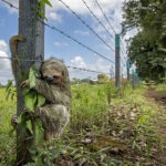 No place like home. No Place Like Home, shows a brown-throated three-toed sloth clinging to a fence post in El Tanque, Costa Rica.