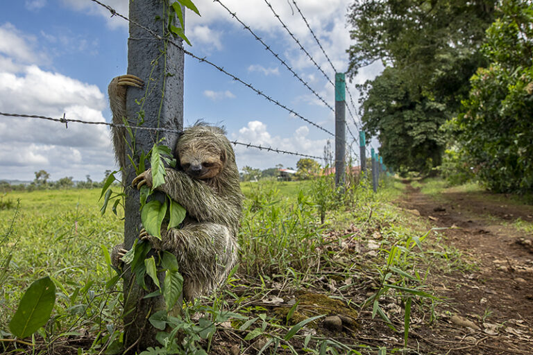 No place like home. No Place Like Home, shows a brown-throated three-toed sloth clinging to a fence post in El Tanque, Costa Rica.